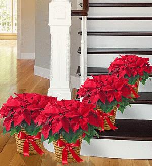 Poinsettia Package 4 Pack by Rich Mar Florist