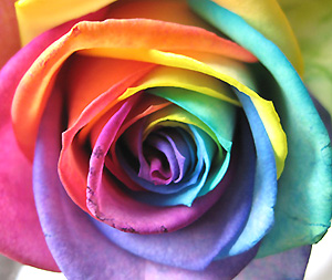 Single Rainbow Rose by Rich Mar Florist