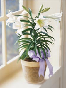 Easter Lily Plant by Rich Mar Florist