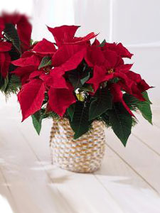 Santa's Special Red Poinsettia Basket by Rich Mar Florist