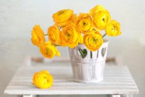 Yellow ranunculus flowers close-up in a vase on the table.